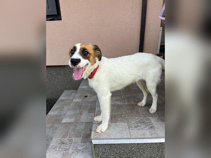 Manka, geboren 01.02.2025, 43cm sucht ihr Zuhause