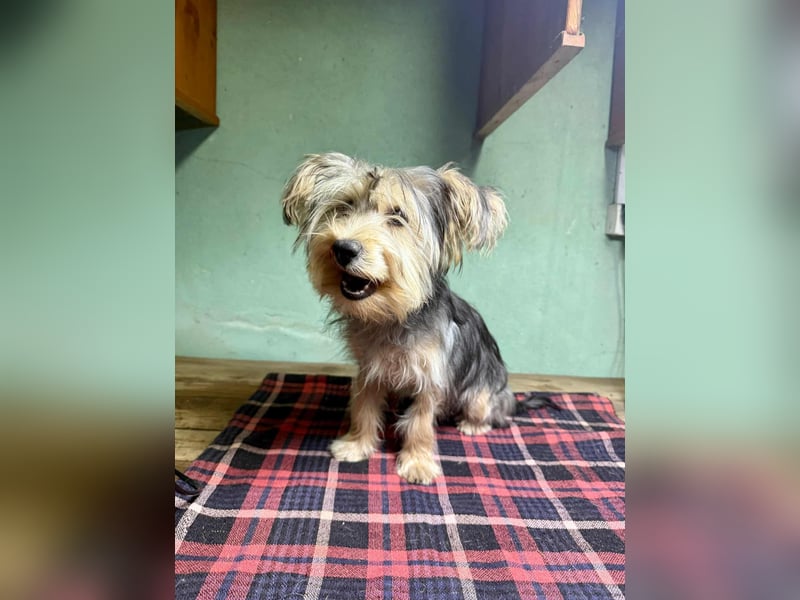 Bolyhos, geboren 10.07.2025, 28cm sucht sein Zuhause