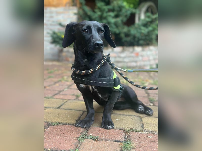 Hedi, geboren 05.01.2025, 33cm sucht ihr Glück