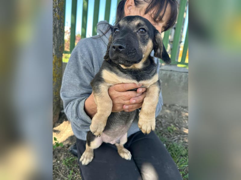 Bendeguz, geboren 15.06.2025, 24cm sucht seine Chance