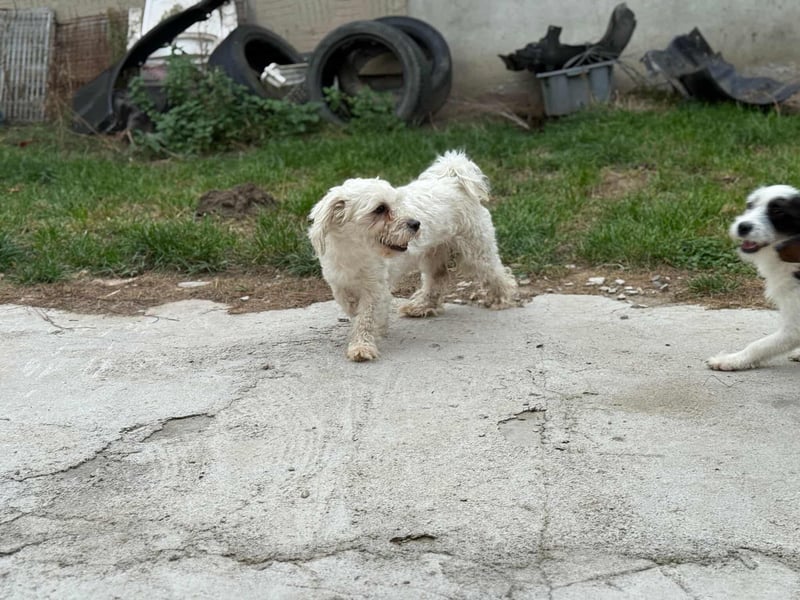 Casper, geboren 19.03.2023, 31cm sucht seine Menschen