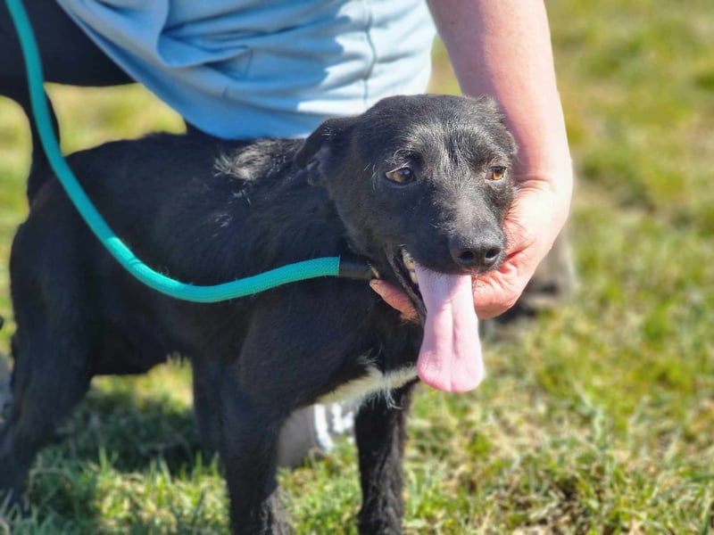 Pandur, geb. 03/2024, 42 cm, wünscht sich eine tolle Familie Pandur, geb. 03/2024, 42 cm, wünscht sich eine tolle Familie
