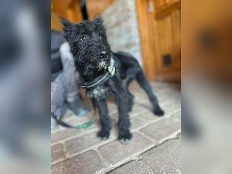 Athos, geboren 15.04.2025, 39cm sucht Geborgenheit