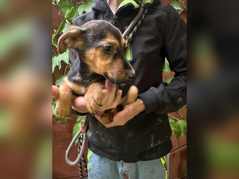 Saki, geboren 26.06.2025, 26cm sucht ihren Platz