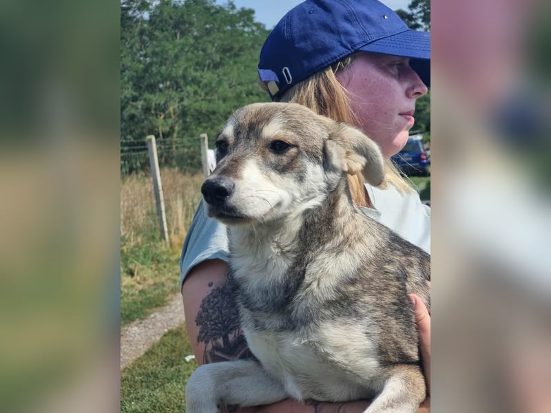 Balto, geboren 01.01.2025, 39cm sucht liebevolles Zuhause