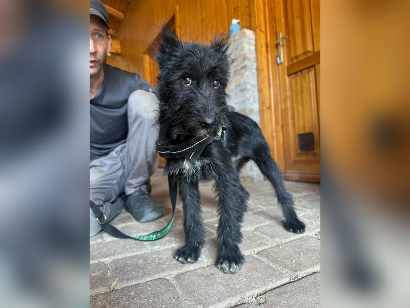 Athos, geboren 15.04.2025, 39cm sucht Geborgenheit