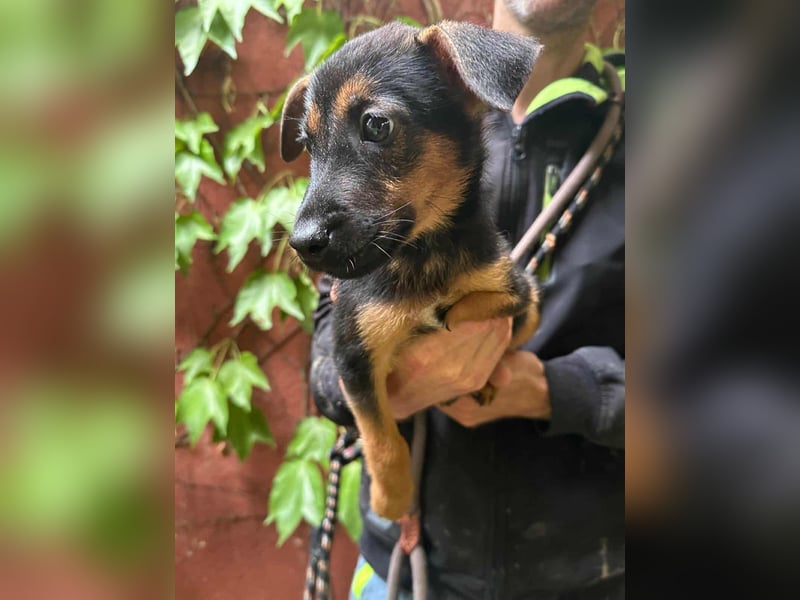 Marko, geboren 26.06.2025, 26cm sucht tierliebe Menschen