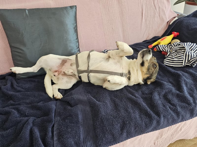 Enzo, geboren 01.10.2021, 35cm sucht neues Zuhause