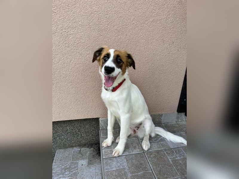 Manka, geboren 01.02.2025, 43cm sucht ihr Zuhause