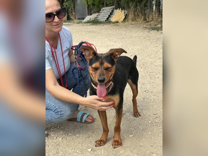 Palco, 2 Jahre, 40cm sucht sein für immer Zuhause Palco, 2 Jahre, 40cm sucht sein für immer Zuhause