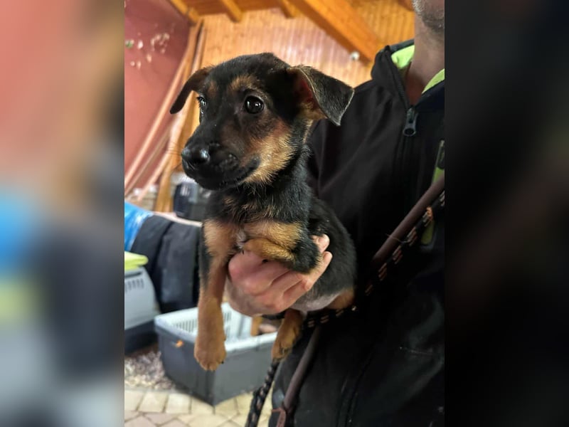 Marko, geboren 26.06.2025, 26cm sucht tierliebe Menschen