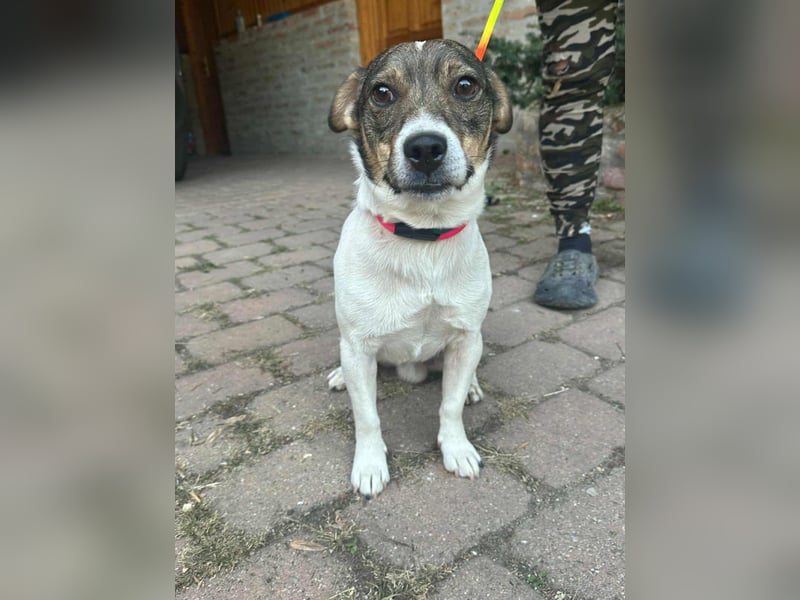 Enzo, geboren 01.10.2021, 35cm sucht sein Zuhause