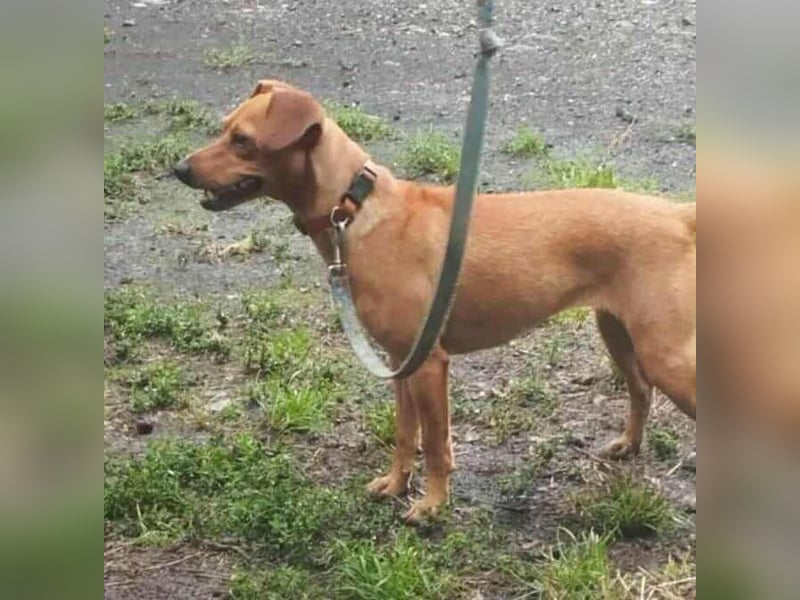 Daisy, geboren 01.01.2025, 37cm sucht ihre Chance