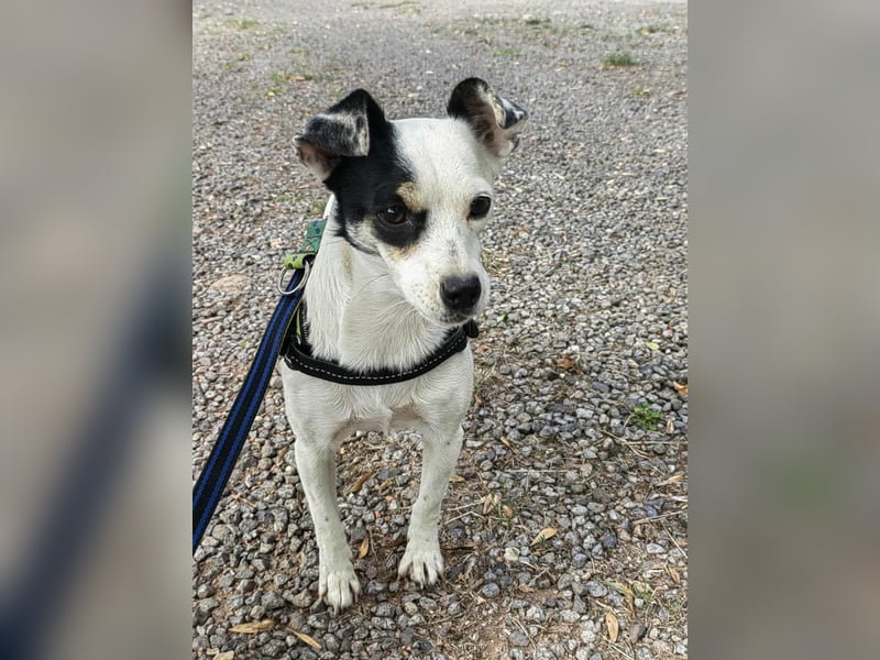 Mezi, geboren 21.05.2023, 35cm sucht ihr Körbchen Mezi, geboren 21.05.2023, 35cm sucht ihr Körbchen