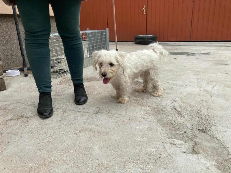 Casper, geboren 19.03.2023, 31cm sucht seine Menschen