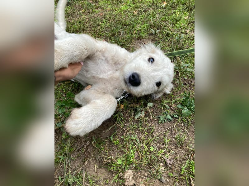 Fanny, geboren 17.06.2025, 39cm sucht ihre Menschen