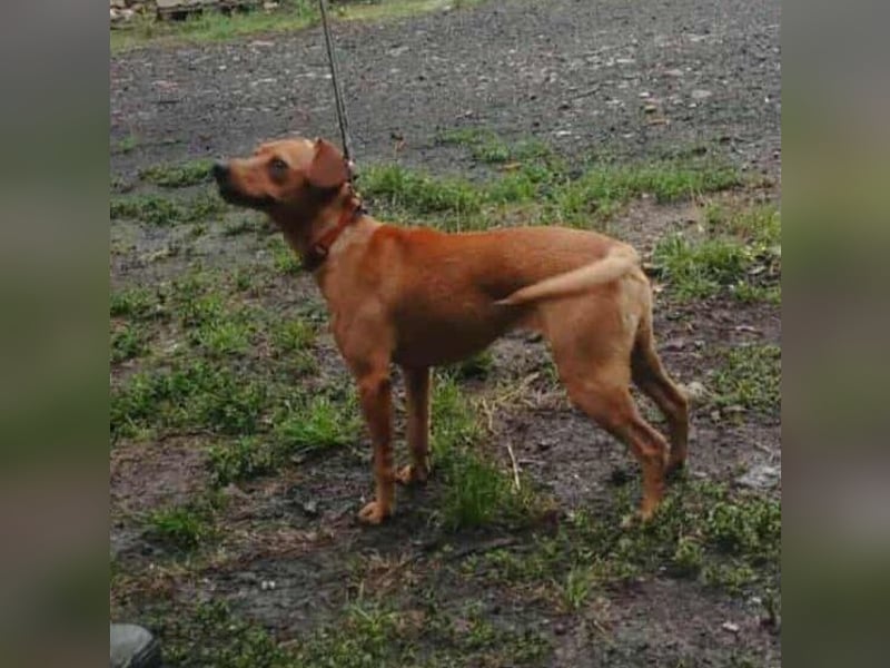 Daisy, geboren 01.01.2025, 37cm sucht ihre Chance