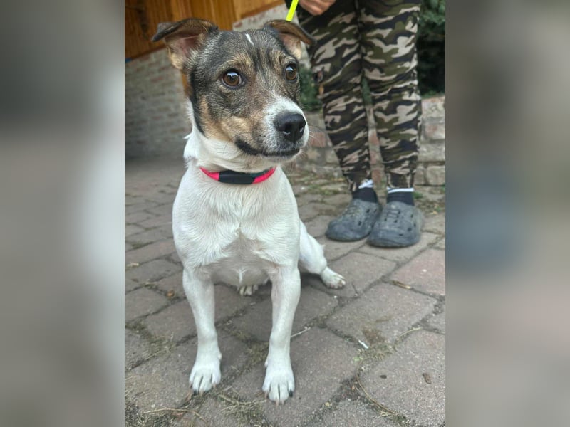 Enzo, geboren 01.10.2021, 35cm sucht sein Zuhause