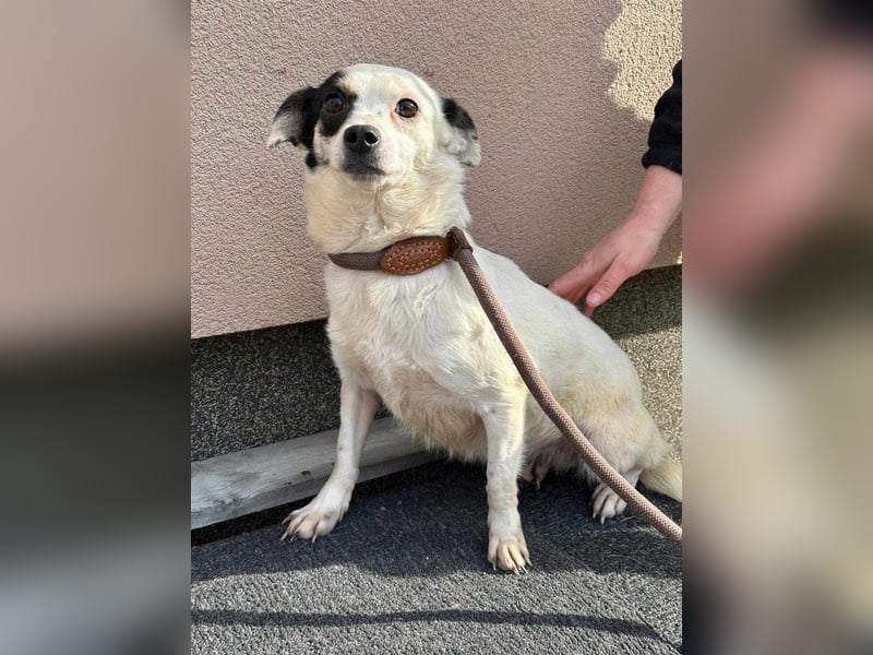 Mezi, geboren 21.05.2023, 35cm sucht ihr Körbchen Mezi, geboren 21.05.2023, 35cm sucht ihr Körbchen
