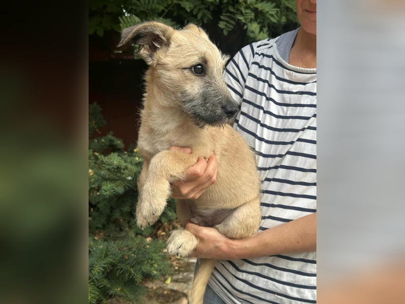 Bumi, geboren 22.07.2025, 30cm sucht liebevolles Zuhause Bumi, geboren 22.07.2025, 30cm sucht liebevolles Zuhause