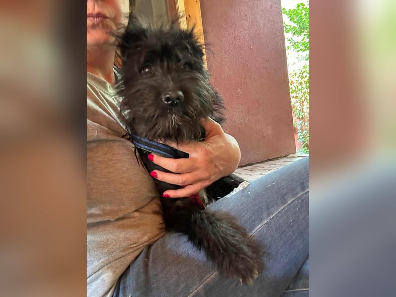 Aramis, geboren 15.04.2025, 37cm sucht sein großes Glück