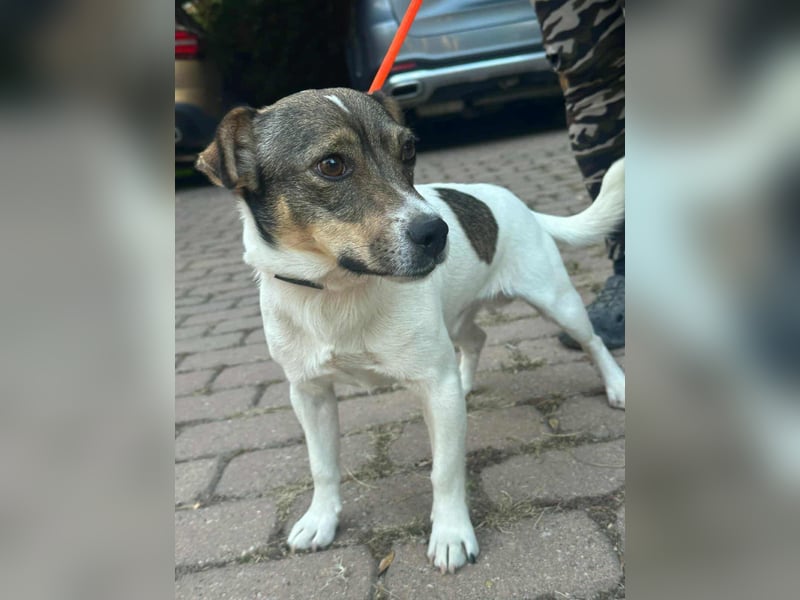 Enzo, geboren 01.10.2021, 35cm sucht sein Zuhause