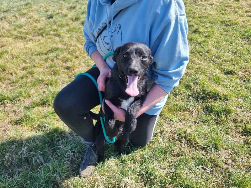 Pandur, geb. 03/2024, 42 cm, wünscht sich eine tolle Familie Pandur, geb. 03/2024, 42 cm, wünscht sich eine tolle Familie