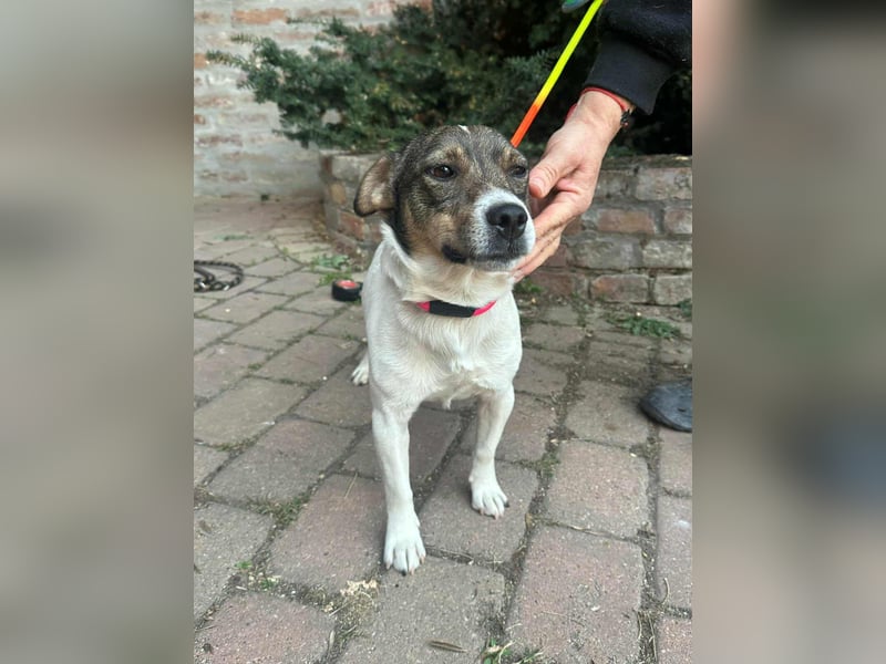 Enzo, geboren 01.10.2021, 35cm sucht sein Zuhause