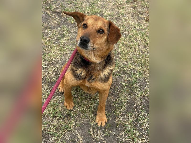 Tobi, geboren 01.04.2020, 40cm sucht sein Körbchen
