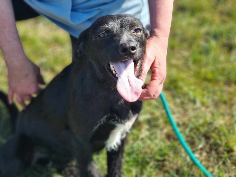 Pandur, geb. 03/2024, 42 cm, wünscht sich eine tolle Familie Pandur, geb. 03/2024, 42 cm, wünscht sich eine tolle Familie