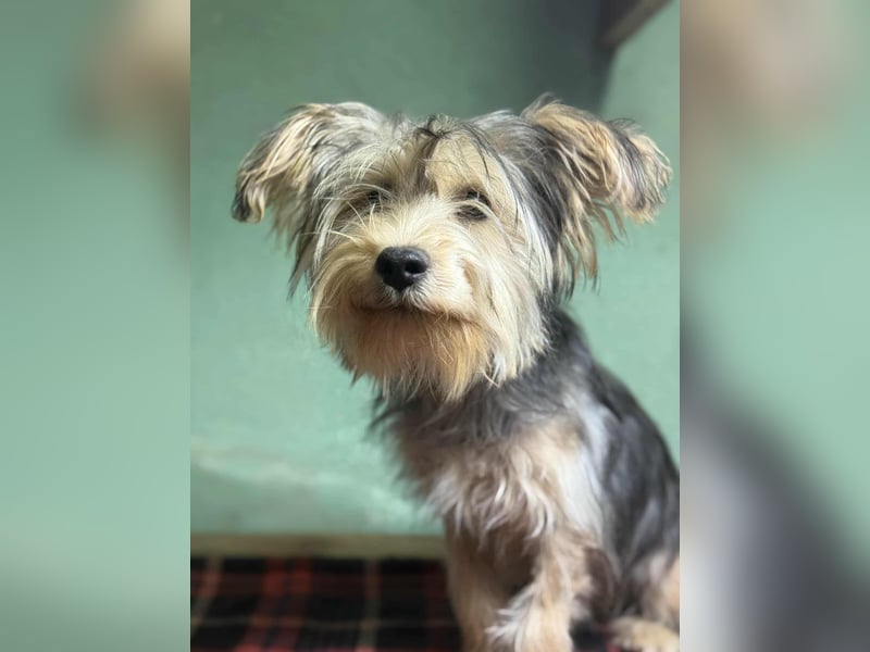 Bolyhos, geboren 10.07.2025, 28cm sucht sein Zuhause