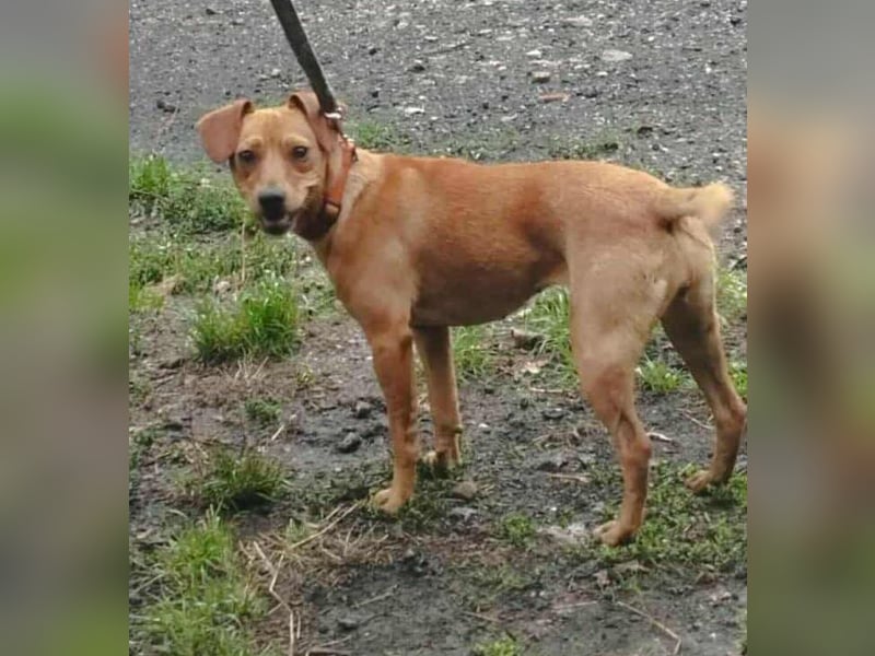 Daisy, geboren 01.01.2025, 37cm sucht ihre Chance