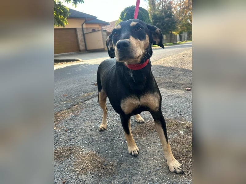 Bella, geboren 05.07.2022, 42cm sucht ihr Zuhause