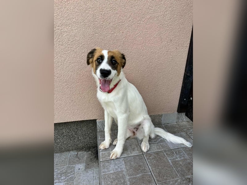 Manka, geboren 01.02.2025, 43cm sucht ihr Zuhause