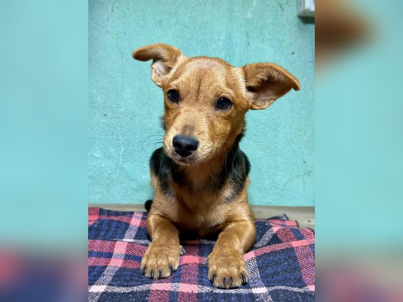 Malna, geboren 10.07.2025, 26cm sucht ihr Glück