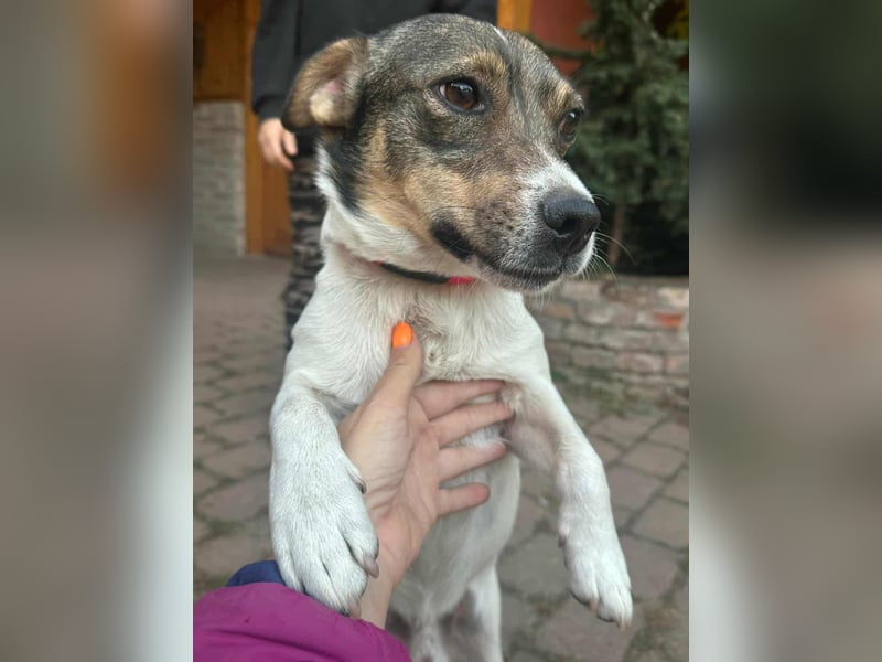 Enzo, geboren 01.10.2021, 35cm sucht sein Zuhause