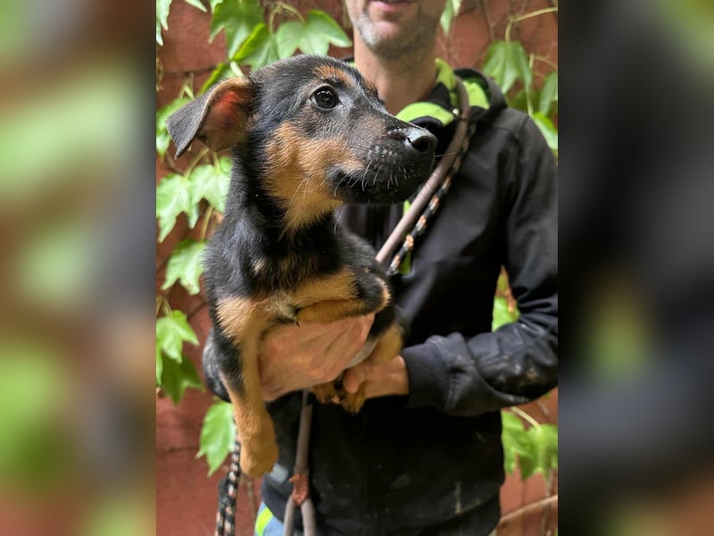 Marko, geboren 26.06.2025, 26cm sucht tierliebe Menschen