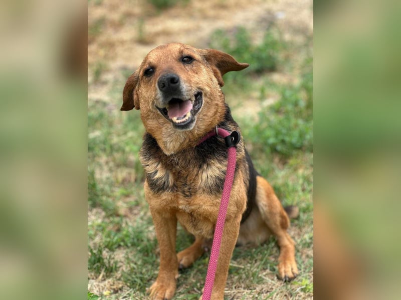 Tobi, geboren 01.04.2020, 40cm sucht sein Körbchen