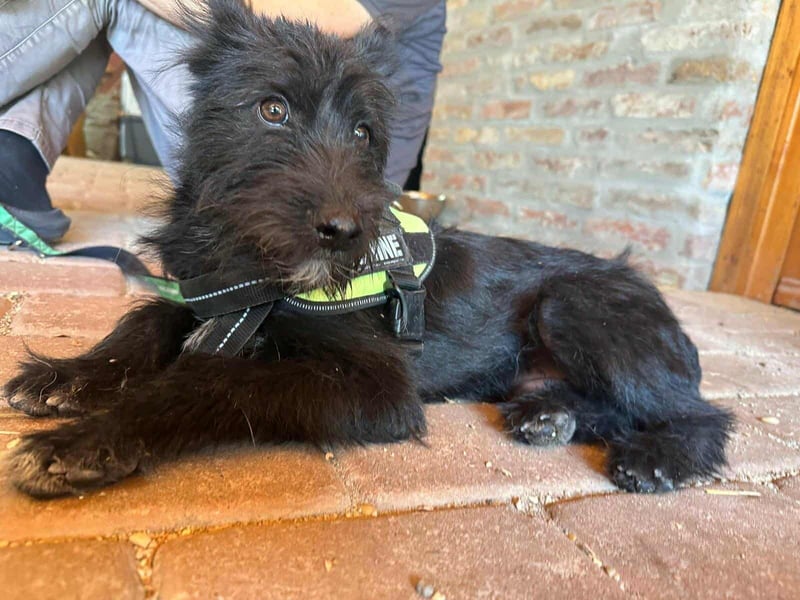 Athos, geboren 15.04.2025, 39cm sucht Geborgenheit