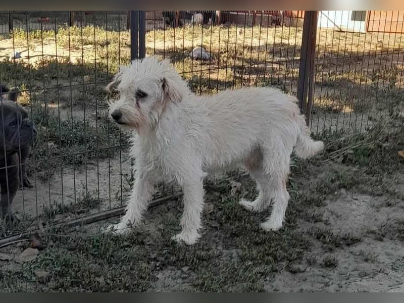 Fredi, 1,5 Jahre, 35cm sucht sein Körbchen