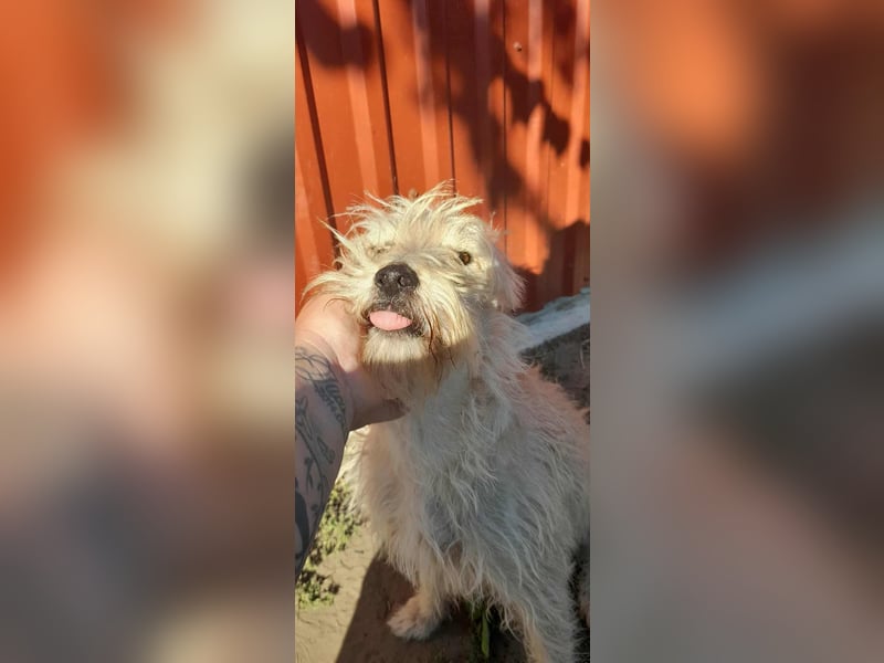 Berci, 1 Jahr, 35cm, wartet auf sein Glück