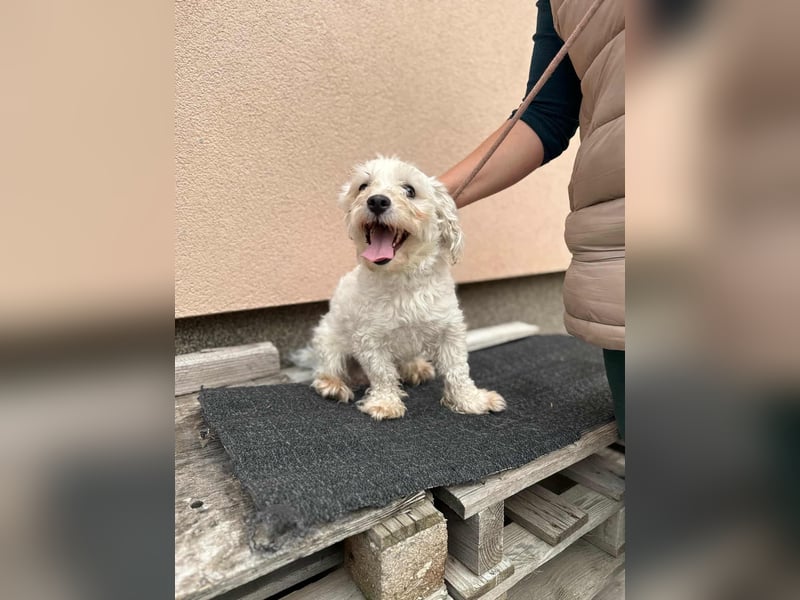 Casper, geboren 19.03.2023, 31cm sucht seine Menschen