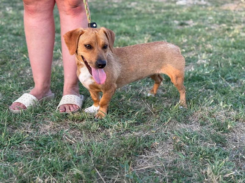 Serafina, geboren 31.10.2024, 30cm sucht ihre Chance Serafina, geboren 31.10.2024, 30cm sucht ihre Chance