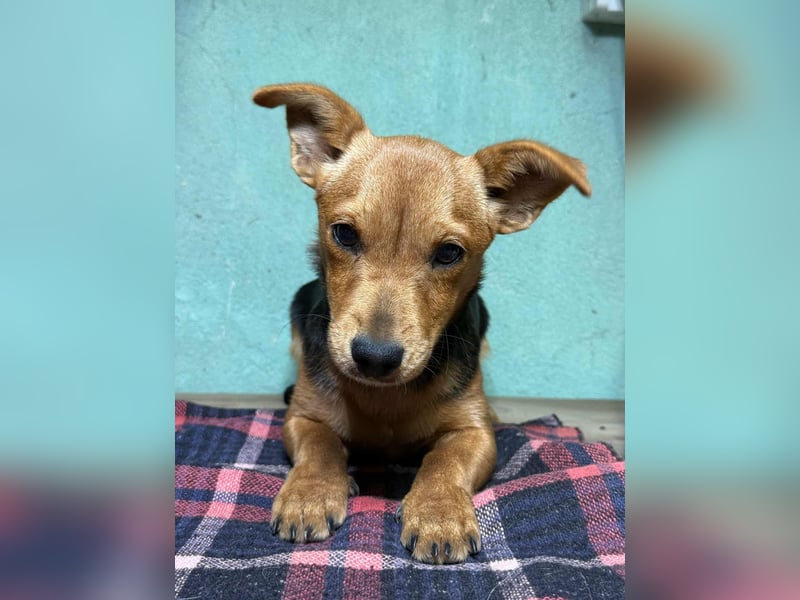 Malna, geboren 10.07.2025, 26cm sucht ihr Glück