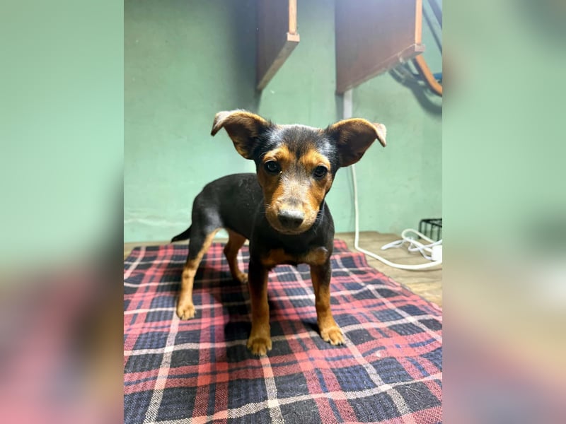 Eper, geboren 10.07.2025, 26cm sucht ihr Zuhause fürs Leben