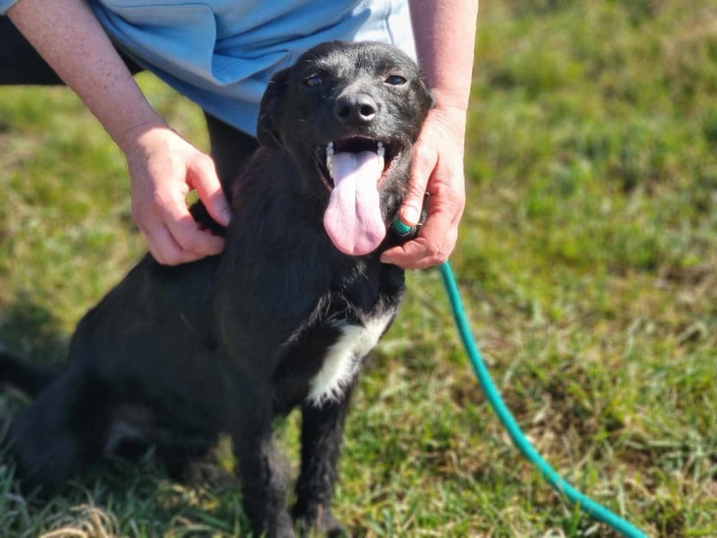 Pandur, geb. 03/2024, 42 cm, wünscht sich eine tolle Familie Pandur, geb. 03/2024, 42 cm, wünscht sich eine tolle Familie