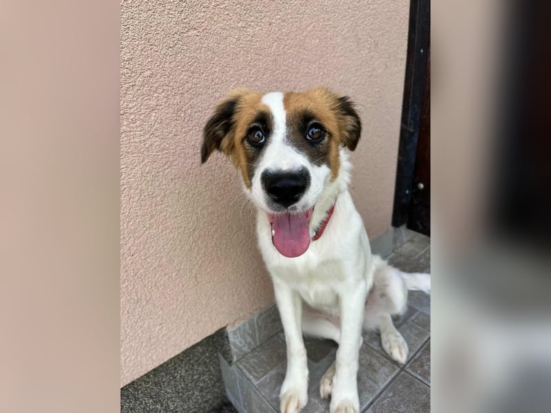 Manka, geboren 01.02.2025, 43cm sucht ihr Zuhause