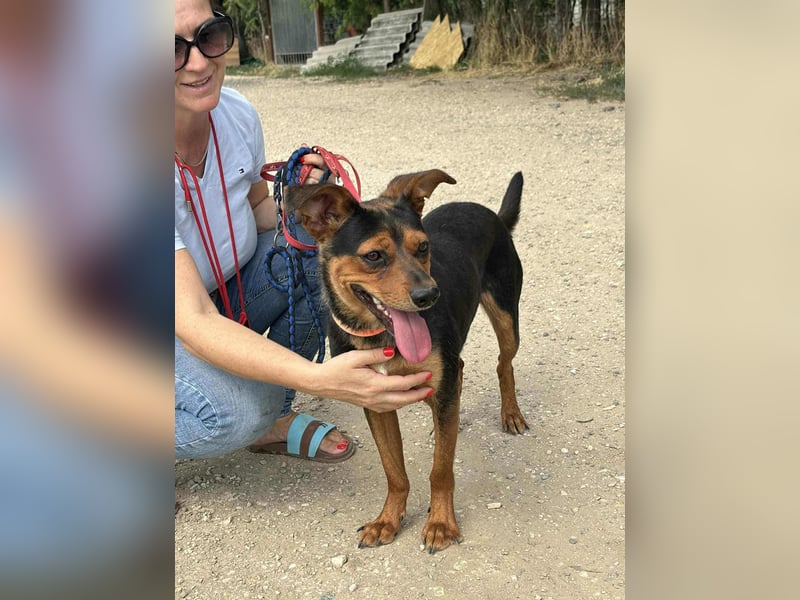 Palco, 2 Jahre, 40cm sucht sein für immer Zuhause Palco, 2 Jahre, 40cm sucht sein für immer Zuhause