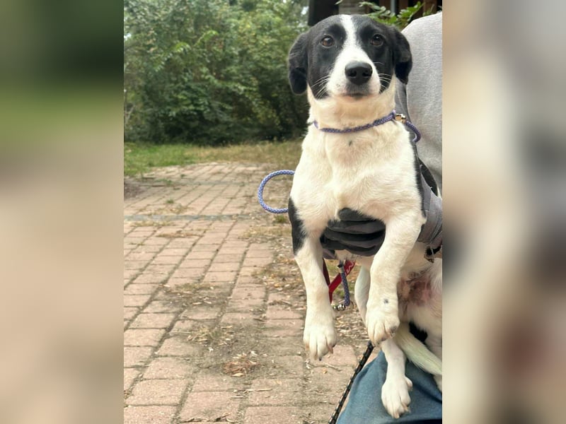 Alma, geboren 26.08.2023, 29cm sucht ihr Glück
