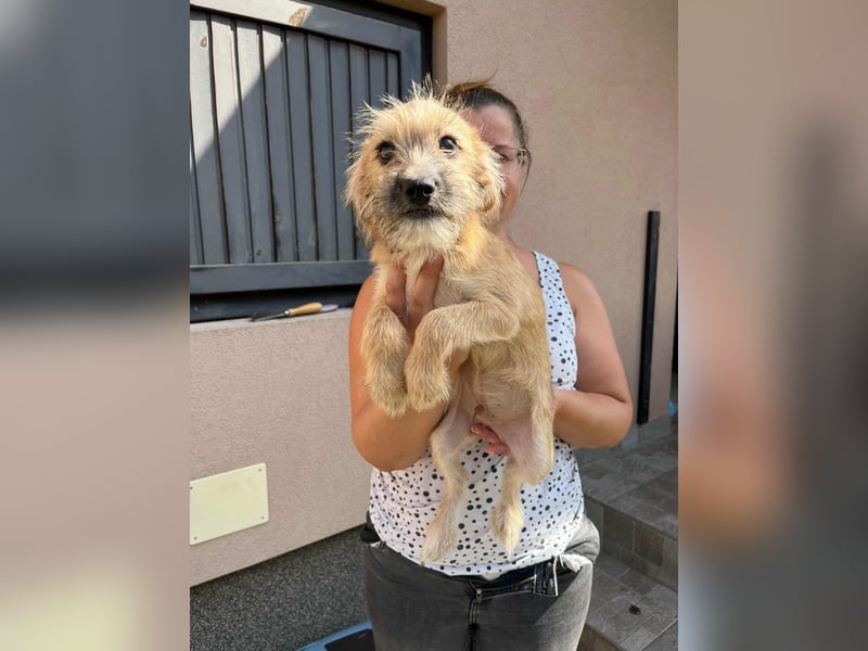 Billy, geboren 20.06.2025, 35cm sucht liebevolles Zuhause fürs Leben Billy, geboren 20.06.2025, 35cm sucht liebevolles Zuhause fürs Leben